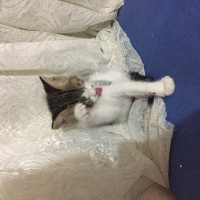 Tekir Kedi, Kedi  Satürn fotoğrafı