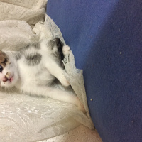 Tekir Kedi, Kedi  Satürn fotoğrafı
