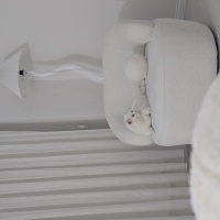 British Shorthair, Kedi  Cesi fotoğrafı