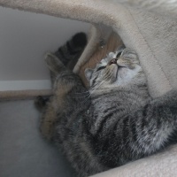 British Shorthair, Kedi  Rıziş fotoğrafı