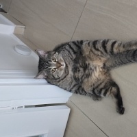 British Shorthair, Kedi  Rıziş fotoğrafı