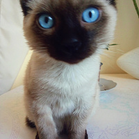 Siyam Kedisi, Kedi  Güçlü fotoğrafı