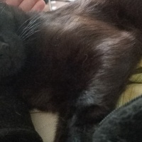 Bombay, Kedi  Karam fotoğrafı