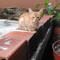 Tekir Kedi, Kedi  Minnoş fotoğrafı