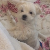 Maltese, Köpek  Mila fotoğrafı