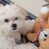Maltese, Köpek  Mila fotoğrafı