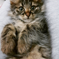 Tekir Kedi, Kedi  Oğlum fotoğrafı