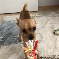Chihuahua, Köpek  Pepsi fotoğrafı