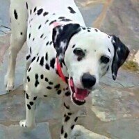 Dalmatian, Köpek  Caline fotoğrafı