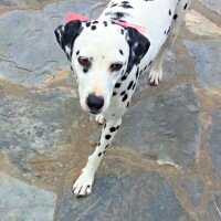 Dalmatian, Köpek  Caline fotoğrafı