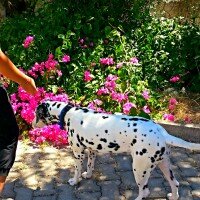 Dalmatian, Köpek  Caline fotoğrafı