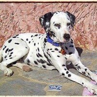 Dalmatian, Köpek  Caline fotoğrafı