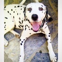 Dalmatian, Köpek  Caline fotoğrafı