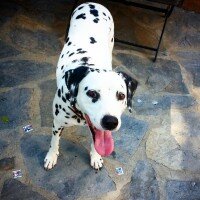 Dalmatian, Köpek  Caline fotoğrafı