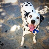 Dalmatian, Köpek  Caline fotoğrafı