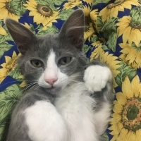 k1464540 kullanıcısının #246012 peti