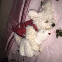 Maltese, Köpek  Pamuk fotoğrafı