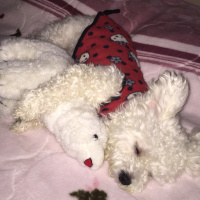 Maltese, Köpek  Pamuk fotoğrafı