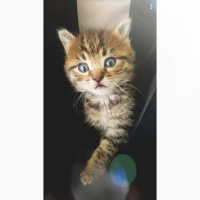 Tekir Kedi, Kedi  Lokum  fotoğrafı