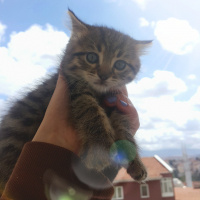Tekir Kedi, Kedi  Lokum  fotoğrafı