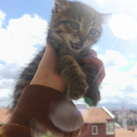 Tekir Kedi, Kedi  Lokum  fotoğrafı
