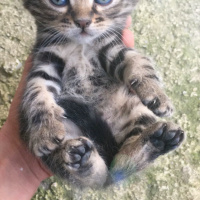 Tekir Kedi, Kedi  Lokum  fotoğrafı