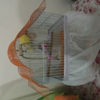 Papağan, Kuş  Rıfkı fotoğrafı