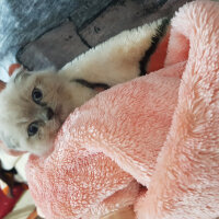 Scottish Fold, Kedi  Castiel fotoğrafı