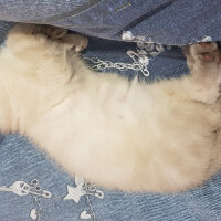 Scottish Fold, Kedi  Castiel fotoğrafı