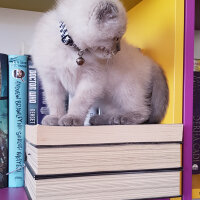 Scottish Fold, Kedi  Castiel fotoğrafı