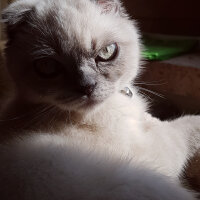 Scottish Fold, Kedi  Castiel fotoğrafı