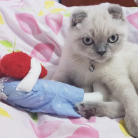 Scottish Fold, Kedi  Castiel fotoğrafı