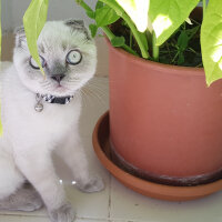 Scottish Fold, Kedi  Castiel fotoğrafı