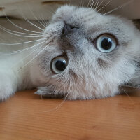 Scottish Fold, Kedi  Castiel fotoğrafı