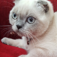 Scottish Fold, Kedi  Castiel fotoğrafı