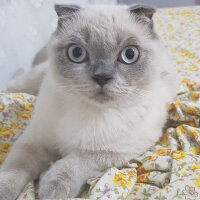 Scottish Fold, Kedi  Castiel fotoğrafı