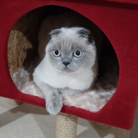 Scottish Fold, Kedi  Castiel fotoğrafı