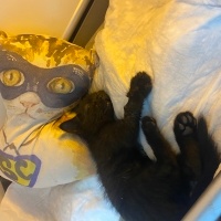 Bombay, Kedi  Kara böcük fotoğrafı