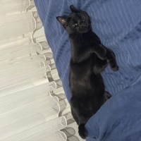 Bombay, Kedi  Kara böcük fotoğrafı