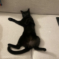 Bombay, Kedi  Kara böcük fotoğrafı