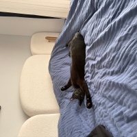 Bombay, Kedi  Kara böcük fotoğrafı