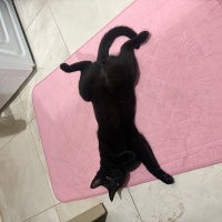 Bombay, Kedi  Kara böcük fotoğrafı