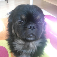 Pekingese, Köpek  Murphy fotoğrafı