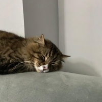 Tekir Kedi, Kedi  Jesus fotoğrafı