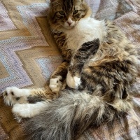 Tekir Kedi, Kedi  Jesus fotoğrafı