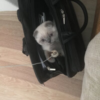 Scottish Fold, Kedi  Pablo fotoğrafı