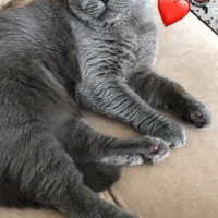Scottish Fold, Kedi  Duman fotoğrafı