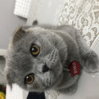Scottish Fold, Kedi  Duman fotoğrafı