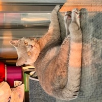 British Shorthair, Kedi  Duman fotoğrafı