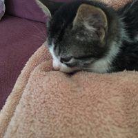 Tekir Kedi, Kedi  Ufaklık fotoğrafı